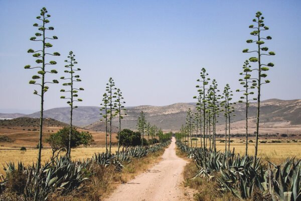 CAMINO LAS FLORES edited