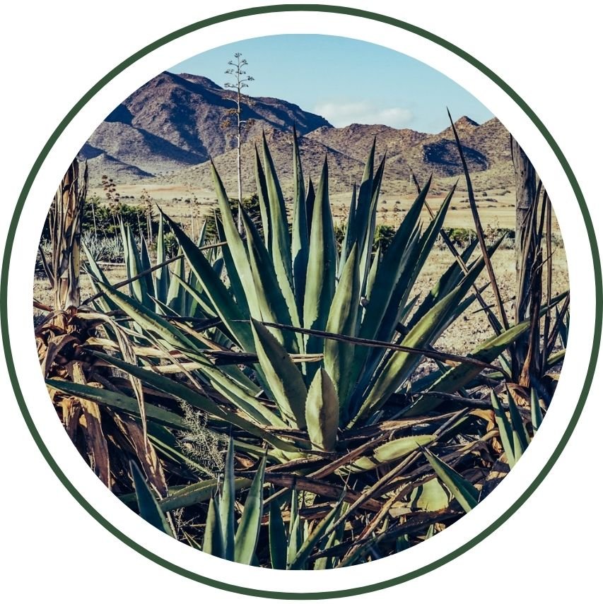Agave