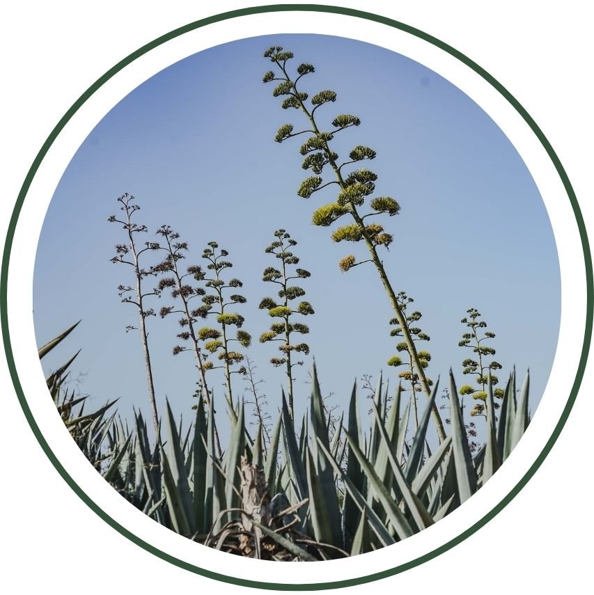 Agaves