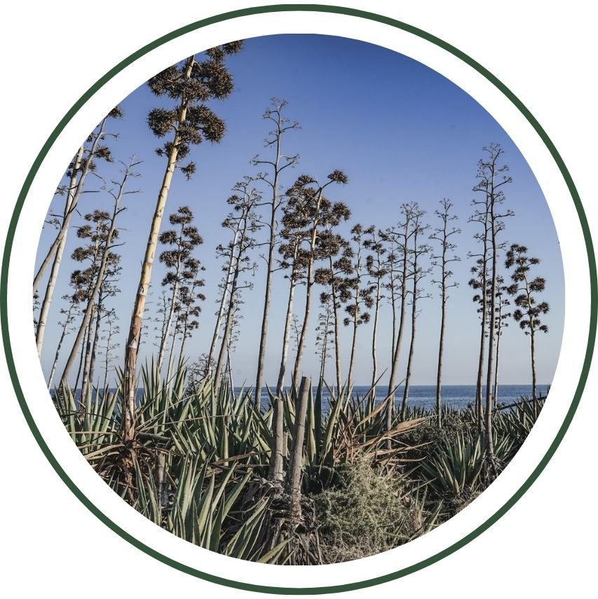 Plantilla Web 1