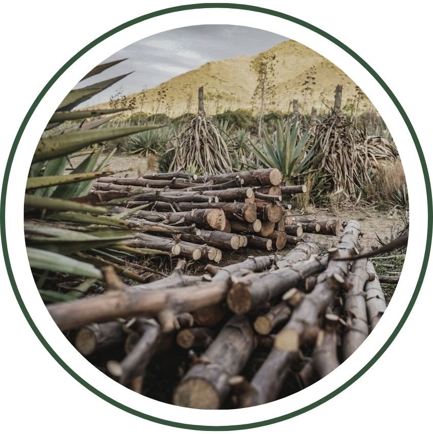 Plantilla Web